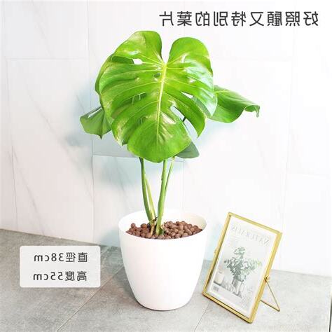 龜背芋 室內
